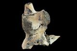 Fossil Crocodylomorph Vertebra - Montana #134813-2